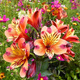 Alstremeria ogrodowa Indian Summer (C2)