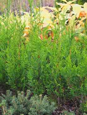 Żywotnik olbrzymi 'Atrovirens' (C2)