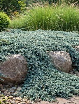 Jałowiec płożący Wiltonii (C2)