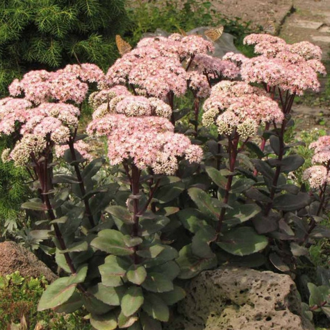 Rozchodnik wielki Matrona (C2)