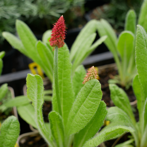 Pierwiosnek storczykowy (C2)