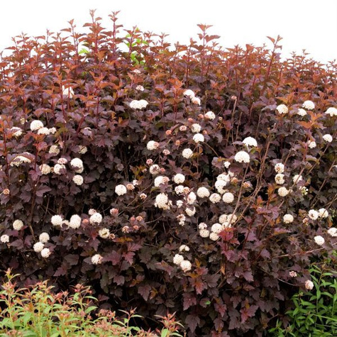 Pęcherznica kalinolistna Purple Horizon (C2)