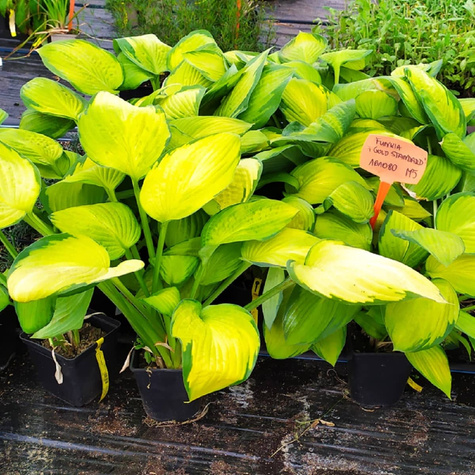 Funkia Fortune'a Gold Standard