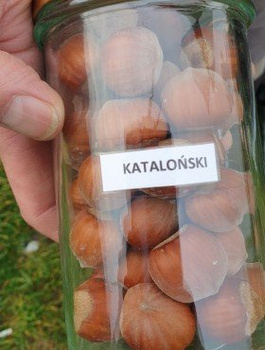 Orzech laskowy Kataloński Leszczyna Plant Pack