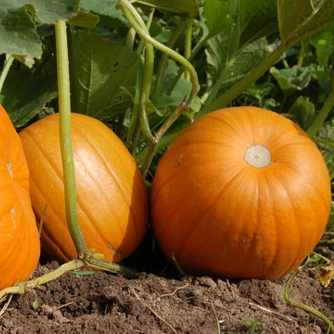 Dynia zwyczajna olbrzymia Jack O'Lantern BIO 3g