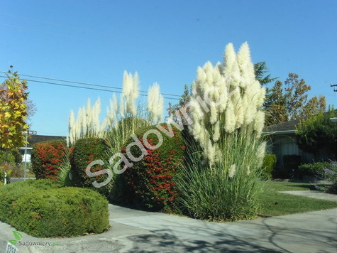 Trawa pampasowa 0,1g