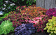 Koleus Coleus Pokrzywka Mix kolorów