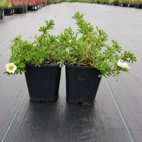 Pięciornik krzewiasty Tilford Cream (C2)