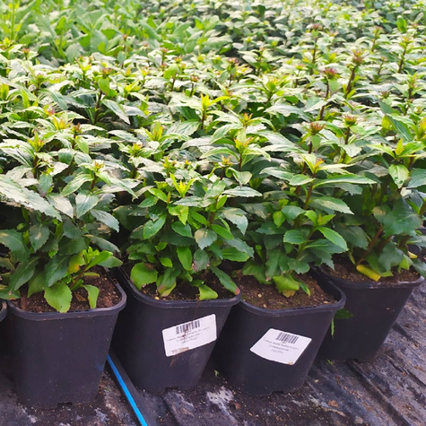 Lobelia okazała Starship Burgundy