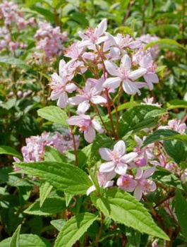 Żylistek mieszańcowy Mont Rose (C1.7)
