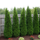 Thuja Tuja Żywotnik zachodni Holmstrup (C2)