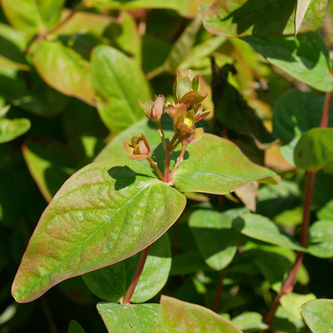 Dziurawiec bezwonny Magical Beauty (C2)