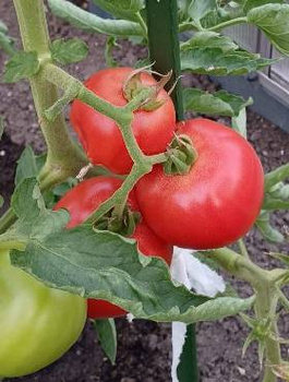 Pomidor pod osłony Honeymoon Seria Profi 7 ziaren