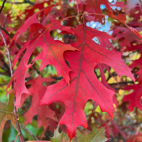 Dąb burgundzki frędzelkowy Wiatrochron (C2)