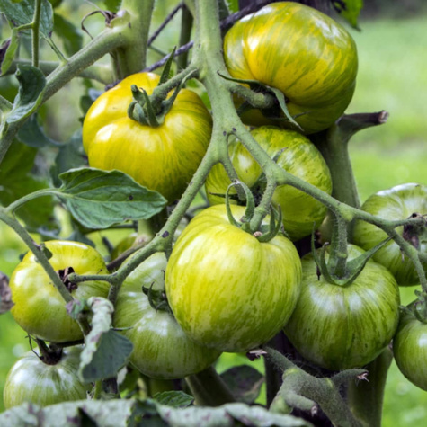 Pomidor gruntowy wysoki Green Zebra 0,2 g