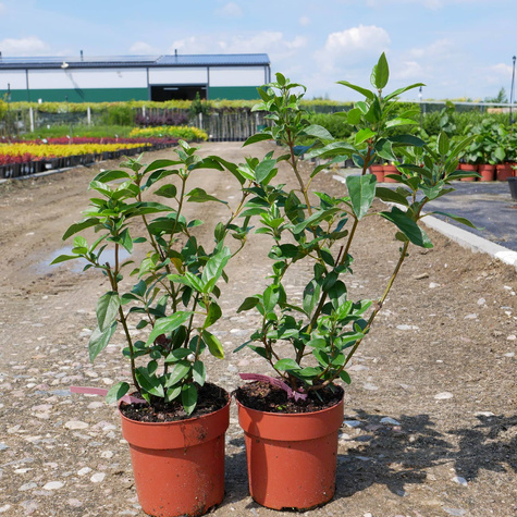 Kalina wawrzynowata Eve Price (C2)