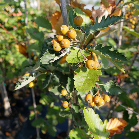 Jarząb szwedzki Brouwes