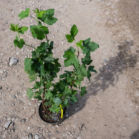 Porzeczka krwista (C2)