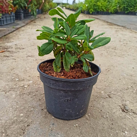 Różanecznik wielkokwiatowy Virginia Richards (C2)