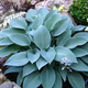 Funkia Hosta Blue Cadet (C2)