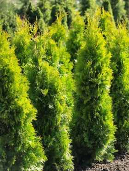 Thuja Tuja Żywotnik zachodni 'Jantar' (C2)