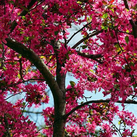 Jabłoń ozdobna rajska Ola