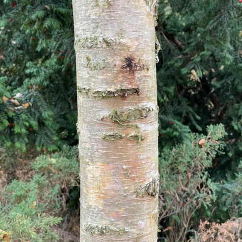 Brzoza brodawkowata Purpurea (C2)