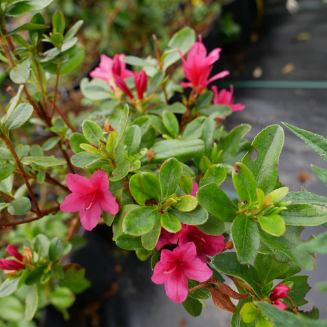 Azalia japońska Tareador