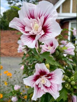 Ketmia syryjska Hibiskus Lady Stanley (C2)