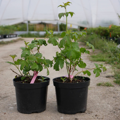 Kalina koralowa Roseum (C2)