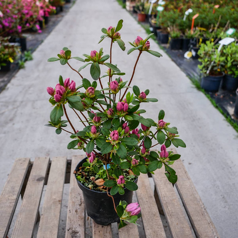 Azalia japońska Kristin