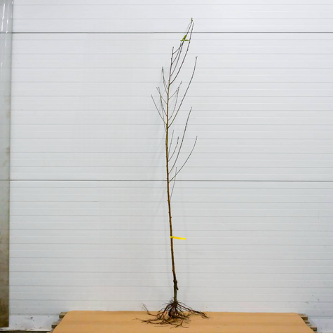 Brzoskwinia Harbinger Plant Pack