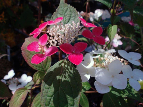 Hortensja piłkowana Kurenai