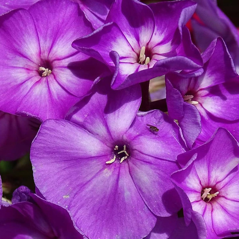 Płomyk wiechowaty Floks Laura (C2)