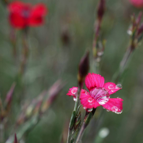 Goździk kropkowany Leuchtfunk (C2)