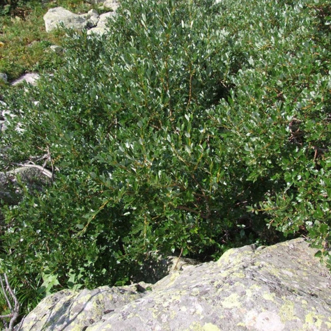 Sztobry wierzba szwajcarska 10szt.