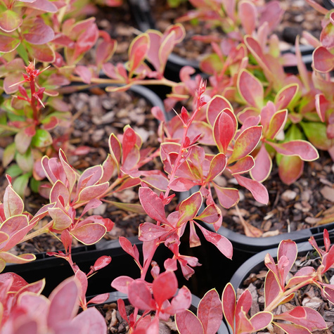 Berberys Thunberga Orange Carpet (C2)