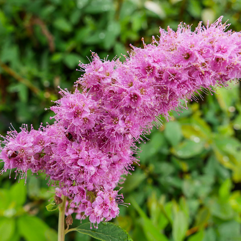 Tawuła Douglasa (P9)