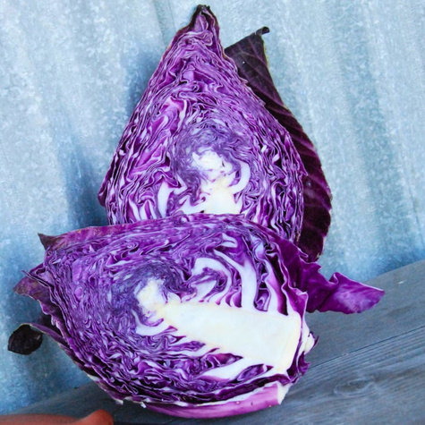 Kapusta głowiasta czerwona Kalibos średniopóźna 1g