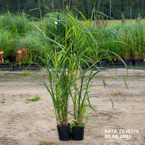 Miskant chiński Dronning Ingrid (C2)