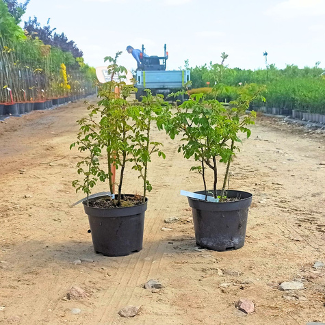 Róża Rdzawa Róża Szkocka Jabłkowy Zapach