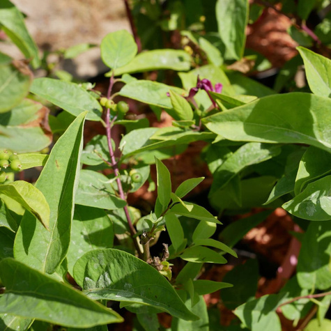 Suchodrzew tatarski Arnold Red (C2)