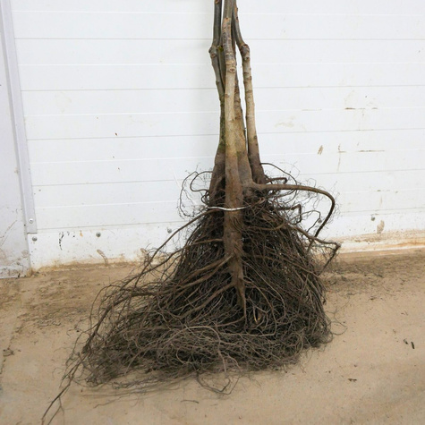 Orzech Włoski Franquette Szczepiony Plant Pack