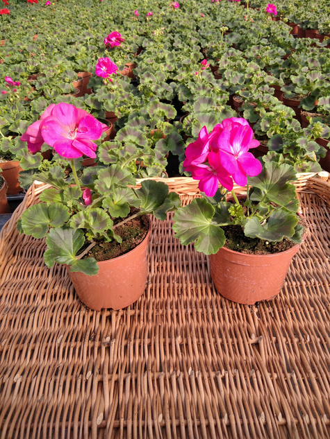 Pelargonia stojąca różowa Piękne sadzonki
