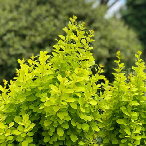Berberys Thunberga Golden Rocket (C2)