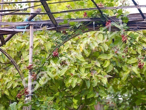 Jeżyna bezkolcowa w doniczce