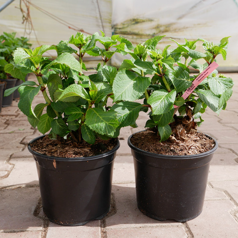 Hortensja ogrodowa Dancing Snow (C2)