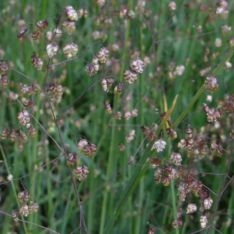 Drżączka średnia Russels