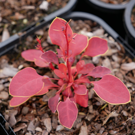 Berberys Thunberga Marylka (C2)