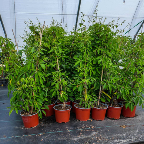 Winobluszcz pięciolistkowy